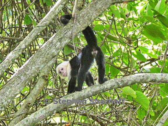 white faced monkey graphic